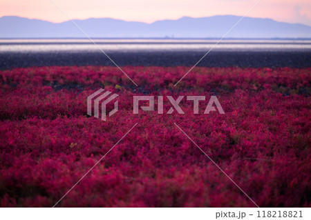 美しい夕焼け光芒を浴びているシチメンソウ風景(七面草)「東よか干潟ビジターセンターひがさす(佐賀市」 美しい夕焼け光芒を浴びているシチメンソウ風景(七面草)「東よか干潟ビジターセンターひがさす(佐賀市」 118218821