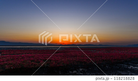 美しい夕焼け光芒を浴びているシチメンソウ風景(七面草)「東よか干潟ビジターセンターひがさす(佐賀市」 美しい夕焼け光芒を浴びているシチメンソウ風景(七面草)「東よか干潟ビジターセンターひがさす(佐賀市」 118218828