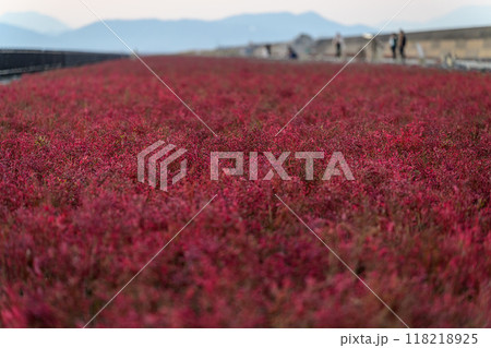 夕焼け光芒を浴びているシチメンソウ風景(七面草)「東よか干潟ビジターセンターひがさす(佐賀市」 夕焼け光芒を浴びているシチメンソウ風景(七面草)「東よか干潟ビジターセンターひがさす(佐賀市」 118218925