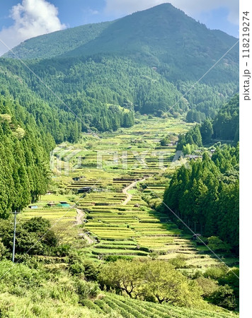 稲刈りが始まった棚田〈鞍掛山麓の四谷千枚田/愛知県奥三河新城市〉 稲刈りが始まった棚田〈鞍掛山麓の四谷千枚田/愛知県奥三河新城市〉 118219274