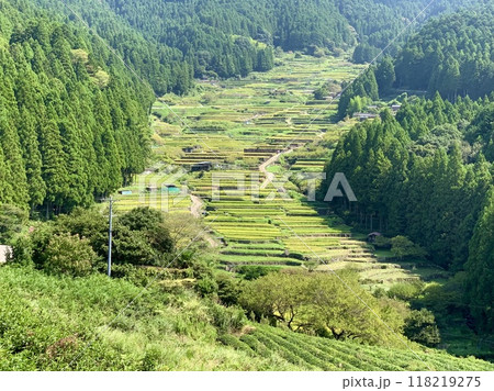 稲刈りが始まった棚田〈鞍掛山麓の四谷千枚田/愛知県奥三河新城市〉 稲刈りが始まった棚田〈鞍掛山麓の四谷千枚田/愛知県奥三河新城市〉 118219275