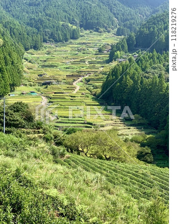 稲刈りが始まった棚田〈鞍掛山麓の四谷千枚田/愛知県奥三河新城市〉 稲刈りが始まった棚田〈鞍掛山麓の四谷千枚田/愛知県奥三河新城市〉 118219276