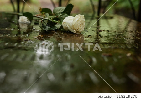 Background shot of white rose placed on memorial stone slab with inscriptions commemorating passed away at graveyard, copy space 118219279