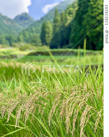 実りの秋、黄金色の稲穂が稲刈りを待つ棚田〈鞍掛山麓の四谷千枚田/愛知県奥三河新城市〉 118219283
