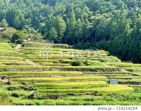 実りの秋、黄金色の稲穂が稲刈りを待つ棚田〈鞍掛山麓の四谷千枚田/愛知県奥三河新城市〉 118219284