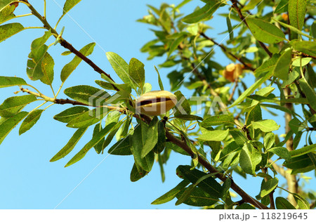 Almond fruithangs amid lush green leaves, showcasing nature's vibrant colors under a clear blue sky Almond fruithangs amid lush green leaves, showcasing nature's vibrant colors under a clear blue sky 118219645
