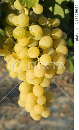 Bunches of ripe white grapes hang from lush green vines in a tranquil vineyard under bright summer sun. Agriculture of Spain Bunches of ripe white grapes hang from lush green vines in a tranquil vineyard under bright summer sun. Agriculture of Spain 118219646