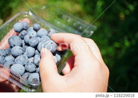 小学5年生の子供と夏休みに親子でブルーベリー狩りに行ってきたよ。摘み取ったブルーベリーを摘んでいる子 118220018