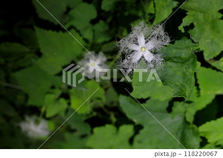 カラスウリの花 夜に開花する神秘的な花 カラスウリの花 夜に開花する神秘的な花 118220067