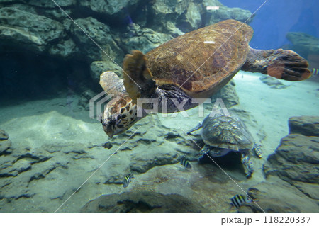 アカウミガメ（名古屋港水族館　愛知県 名古屋市） 118220337