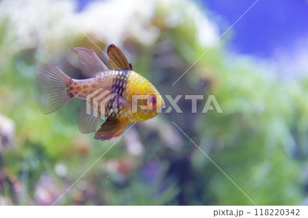 名古屋港水族館の熱帯魚 名古屋港水族館の熱帯魚 118220342