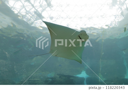 エイ（名古屋港水族館、愛知県 名古屋市 港区） 118220343