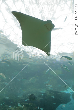 エイ（名古屋港水族館、愛知県 名古屋市 港区） 118220344
