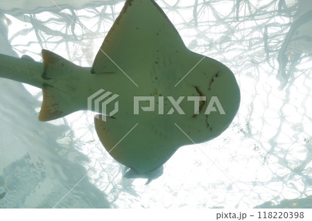 エイ（名古屋港水族館、愛知県 名古屋市 港区） 118220398