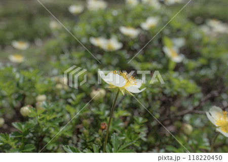 チングルマ 118220450