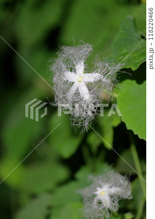 カラスウリの花　夜に開花する神秘的な花 118220466