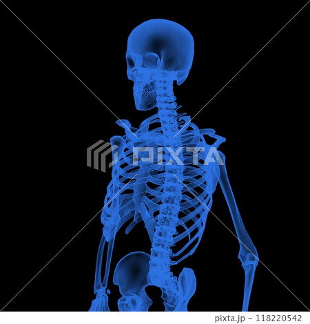 human torso skeleton on black background 118220542