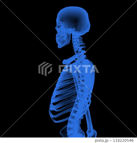3d medical illustration of the skeleton 3d medical illustration of the skeleton 118220546
