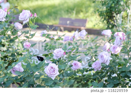 バラの花（鶴舞公園　愛知県 名古屋市） 118220559