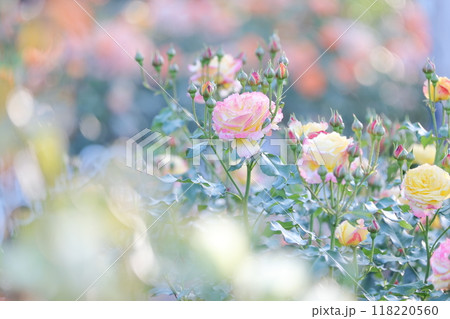 バラの花（鶴舞公園　愛知県 名古屋市） 118220560