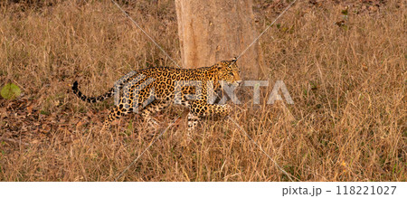 Indian Leopard Running in a Forest in Tadoba National Park, India Panorama Indian Leopard Running in a Forest in Tadoba National Park, India Panorama 118221027