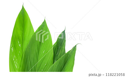 Cut out image of green turmeric leaf with detailed clipping paths, placed on a white background, capturing the leaf unique shape and texture for seamless use in various projects. 118221058