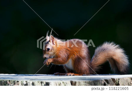 Portrait of a cute red squirrel eating nut on a tree stump 118221605