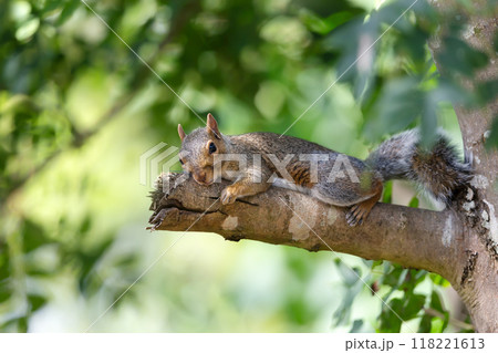 Portrait of a cute grey squirrel lying on a ash tree branch 118221613