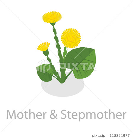 3D Isometric Flat Vector Set of Healing Herbs, Herbal Medicine. Item 8 118221977