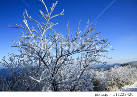 高知県仁淀川町 真冬の中津明神山 山頂付近の風景 高知県仁淀川町 真冬の中津明神山 山頂付近の風景 118222420