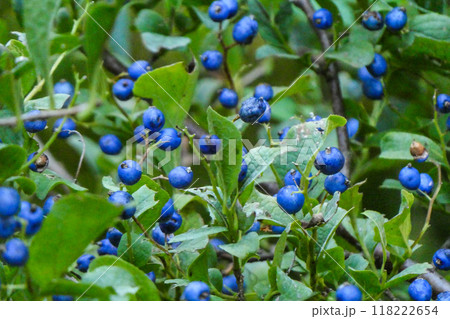 瑠璃玉のようなサワフタギのターコイズブルーの実 118222654