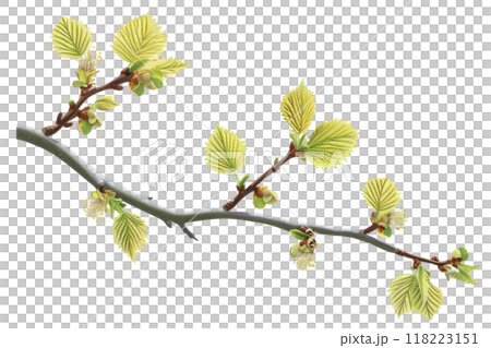 Hazelnut sprigs with earrings and leaves on a white background. natural beauty. Hazelnut sprigs with earrings and leaves on a white background. natural beauty. 118223151