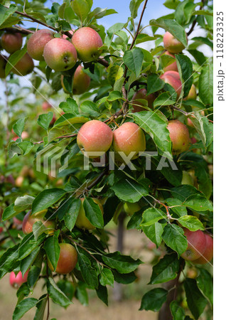 Apple tree branches with apples in an orchard. 118223325