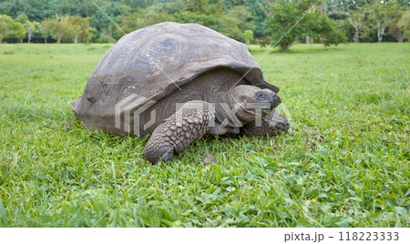 Galapagos giant tortoise eating grass, selective focus, Galapagos Islands, Ecuador. Galapagos giant tortoise eating grass, selective focus, Galapagos Islands, Ecuador. 118223333
