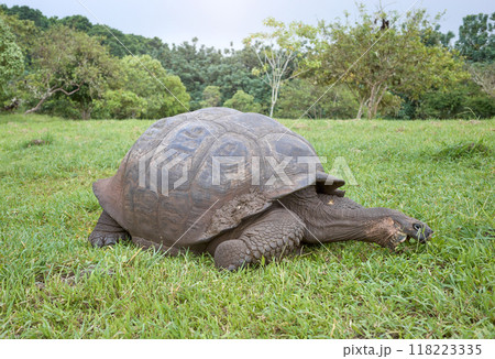 Galapagos giant tortoise eating grass, selective focus, Galapagos Islands, Ecuador. 118223335
