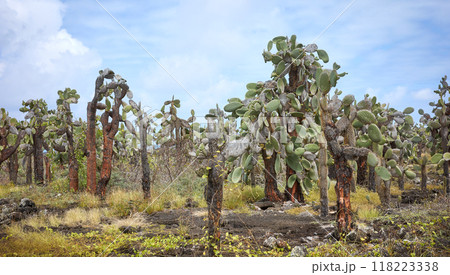 Giant opuntia (Opuntia galapageia) on Santa Cruz Island, Galapagos National Park, Ecuador. 118223338