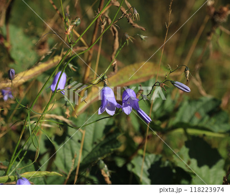 Blue bellflowers growing in Egersund, Norway. 118223974