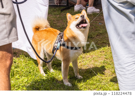 Beautiful akita inu pet dog for a walk in a park. Japanese Akita Dog Breed 118224478