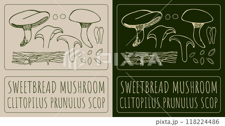 Vector drawing SWEETBREAD MUSHROOM. Hand drawn illustration. Latin name is CLITOPILUS PRUNULUS SCOP 118224486