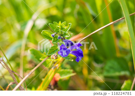 夏の北海道　オホーツク海沿岸　小清水原生花園　ナミキソウ 118224781