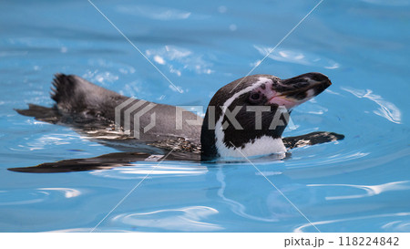 泳ぐフンボルトペンギン 泳ぐフンボルトペンギン 118224842