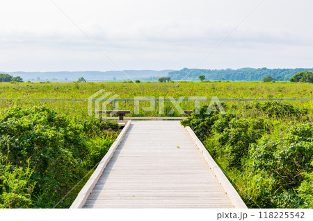 夏の北海道　オホーツク海沿岸　小清水原生花園 118225542