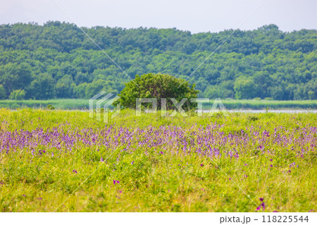 夏の北海道　オホーツク海沿岸　小清水原生花園　花畑 118225544