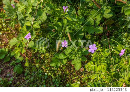 夏の北海道 オホーツク海沿岸 小清水原生花園 エゾフウロ 夏の北海道 オホーツク海沿岸 小清水原生花園 エゾフウロ 118225548