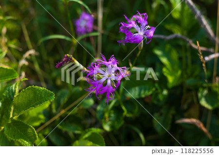 夏の北海道　オホーツク海沿岸　小清水原生花園　エゾカワラナデシコ 118225556