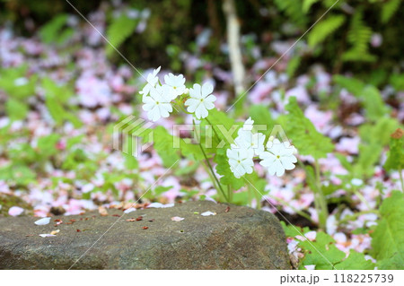 清楚　サクラソウの花 118225739