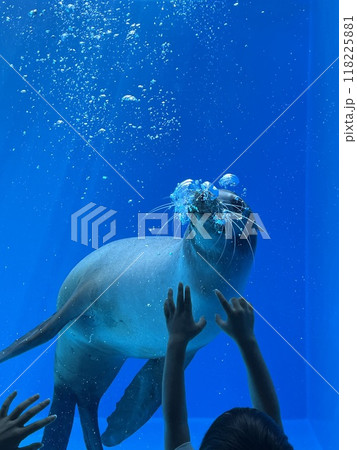 水族館 脚鰭類 アシカ 水族館 脚鰭類 アシカ 118225881