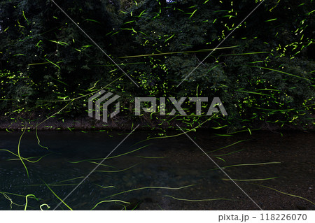 ゲンジボタルの光跡2024 04 118226070