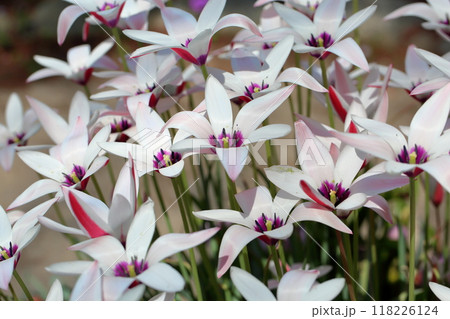 綺麗　チューリップの花 118226124