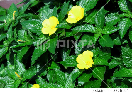 エノキアオイの黄色い花 エノキアオイの黄色い花 118226194